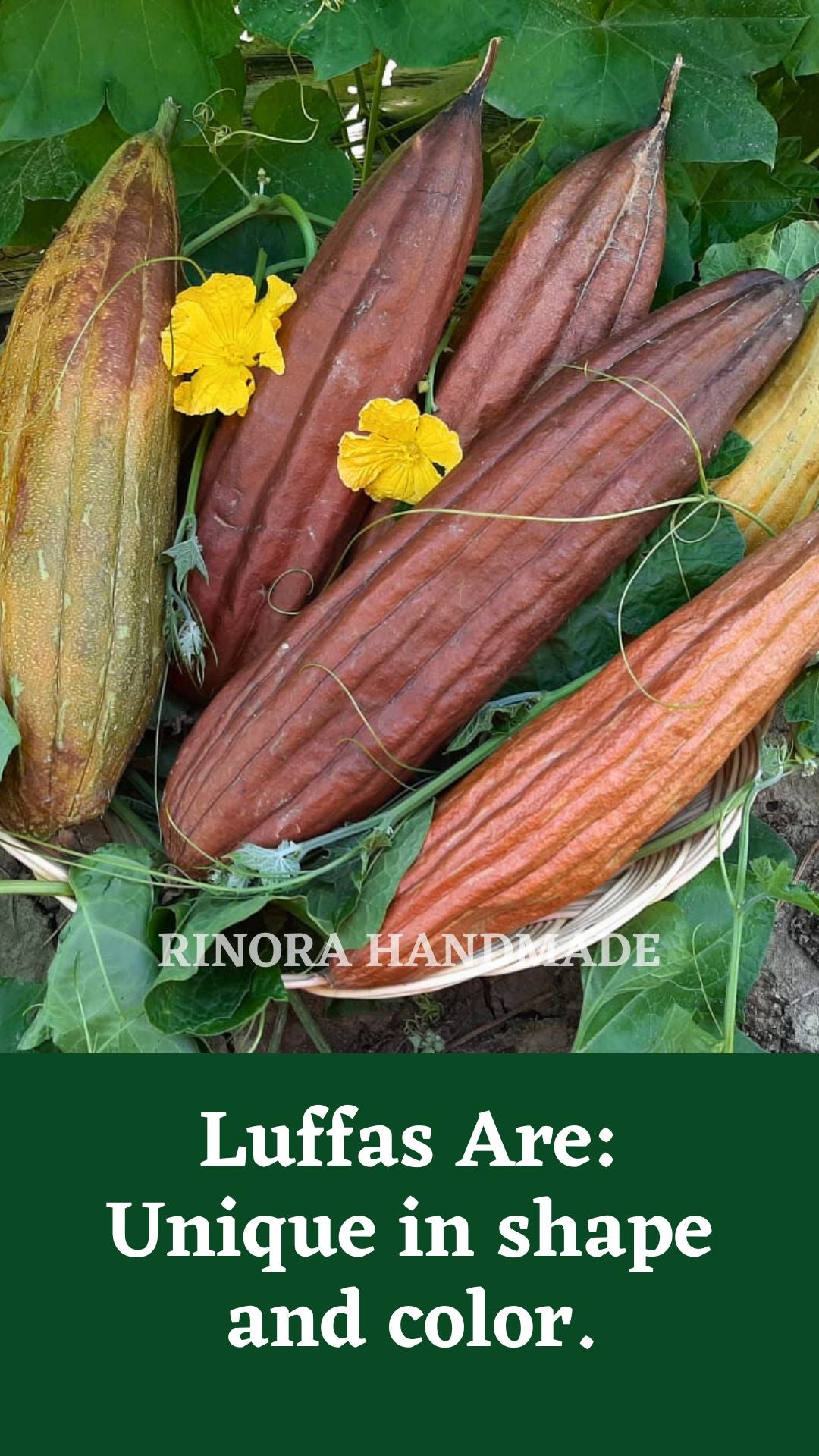 Discover the Natural Skincare with Luffa Sponge🌿🛀