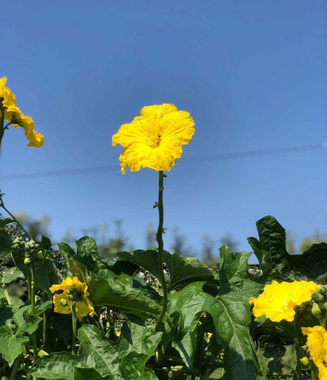 Handmade- Lufta jonë për një botë më të pastër dhe kujdes më të mirë